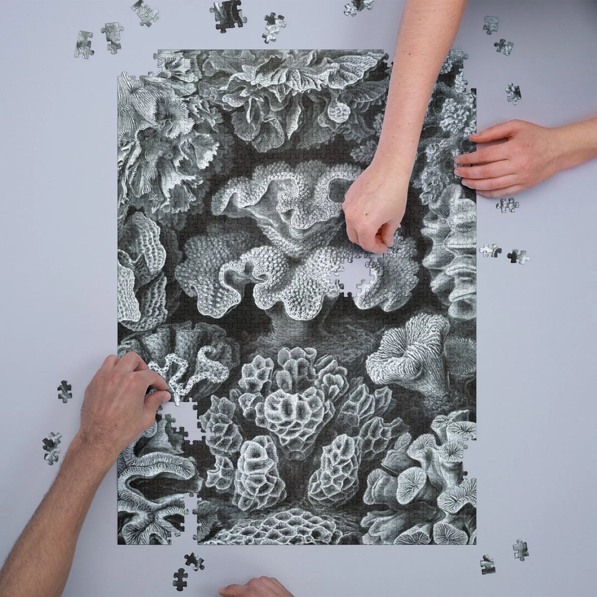 Ernst Haeckel, Hexacoralla (1000 Piece Puzzle, Size 19x27, Challenging Jigsaw Puzzle for Adults and Family, Made in USA)