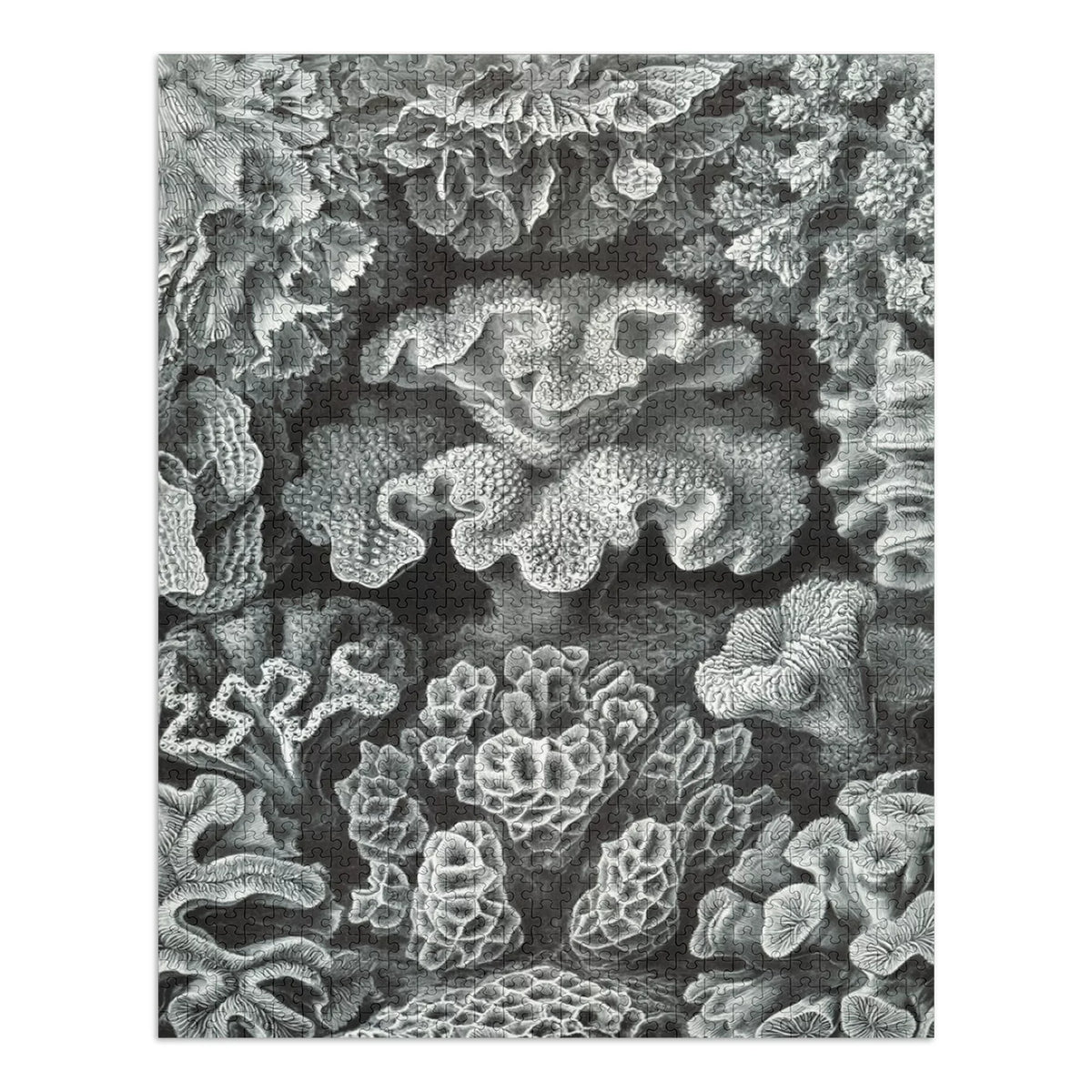 Ernst Haeckel, Hexacoralla (1000 Piece Puzzle, Size 19x27, Challenging Jigsaw Puzzle for Adults and Family, Made in USA)