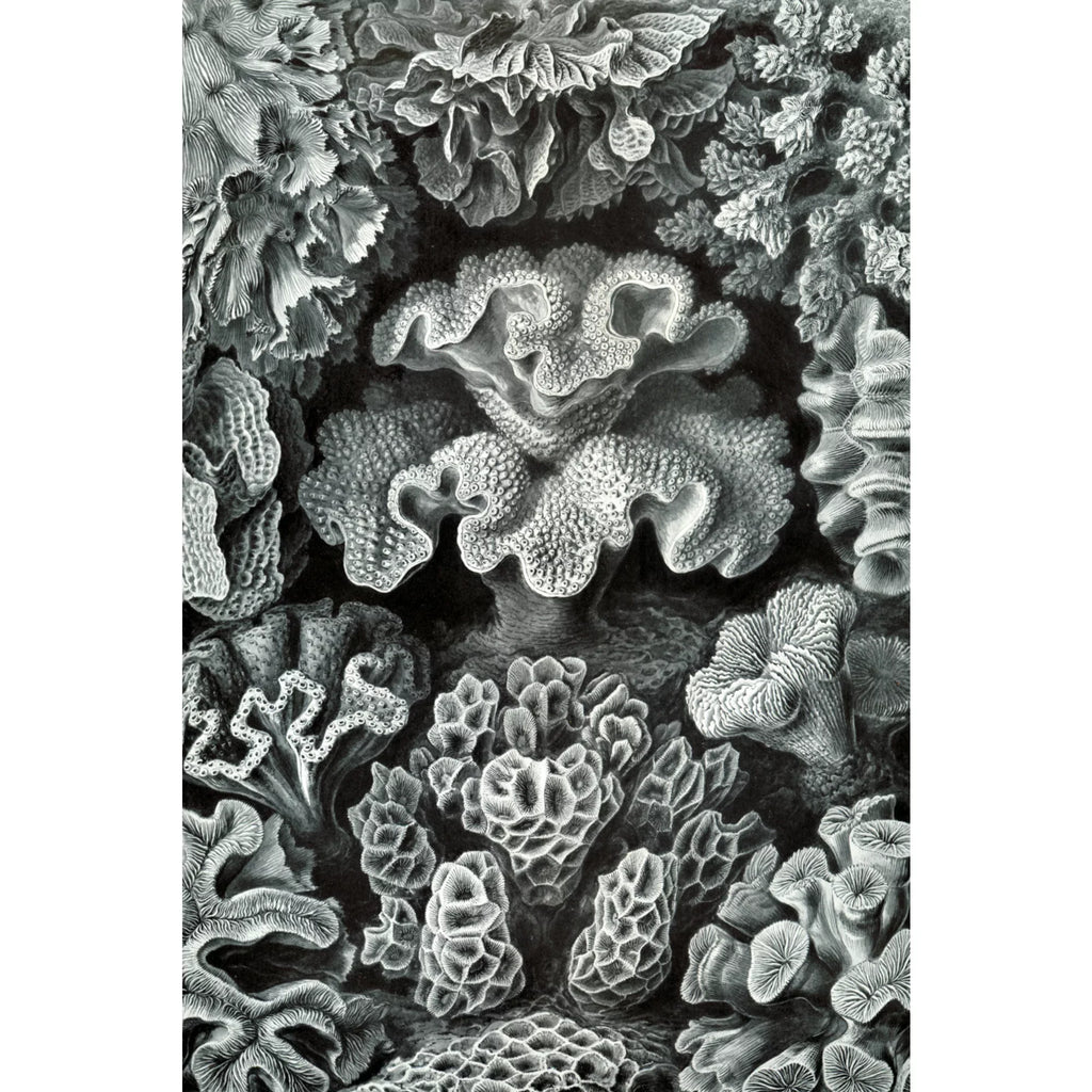 Ernst Haeckel, Hexacoralla (1000 Piece Puzzle, Size 19x27, Challenging Jigsaw Puzzle for Adults and Family, Made in USA)