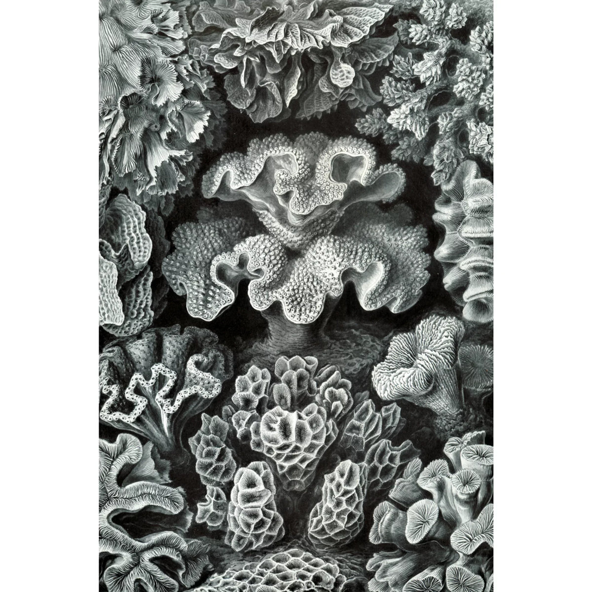 Ernst Haeckel, Hexacoralla (1000 Piece Puzzle, Size 19x27, Challenging Jigsaw Puzzle for Adults and Family, Made in USA)